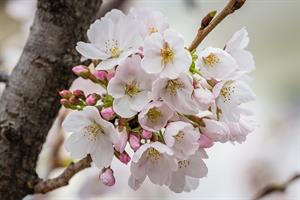Photo 955354