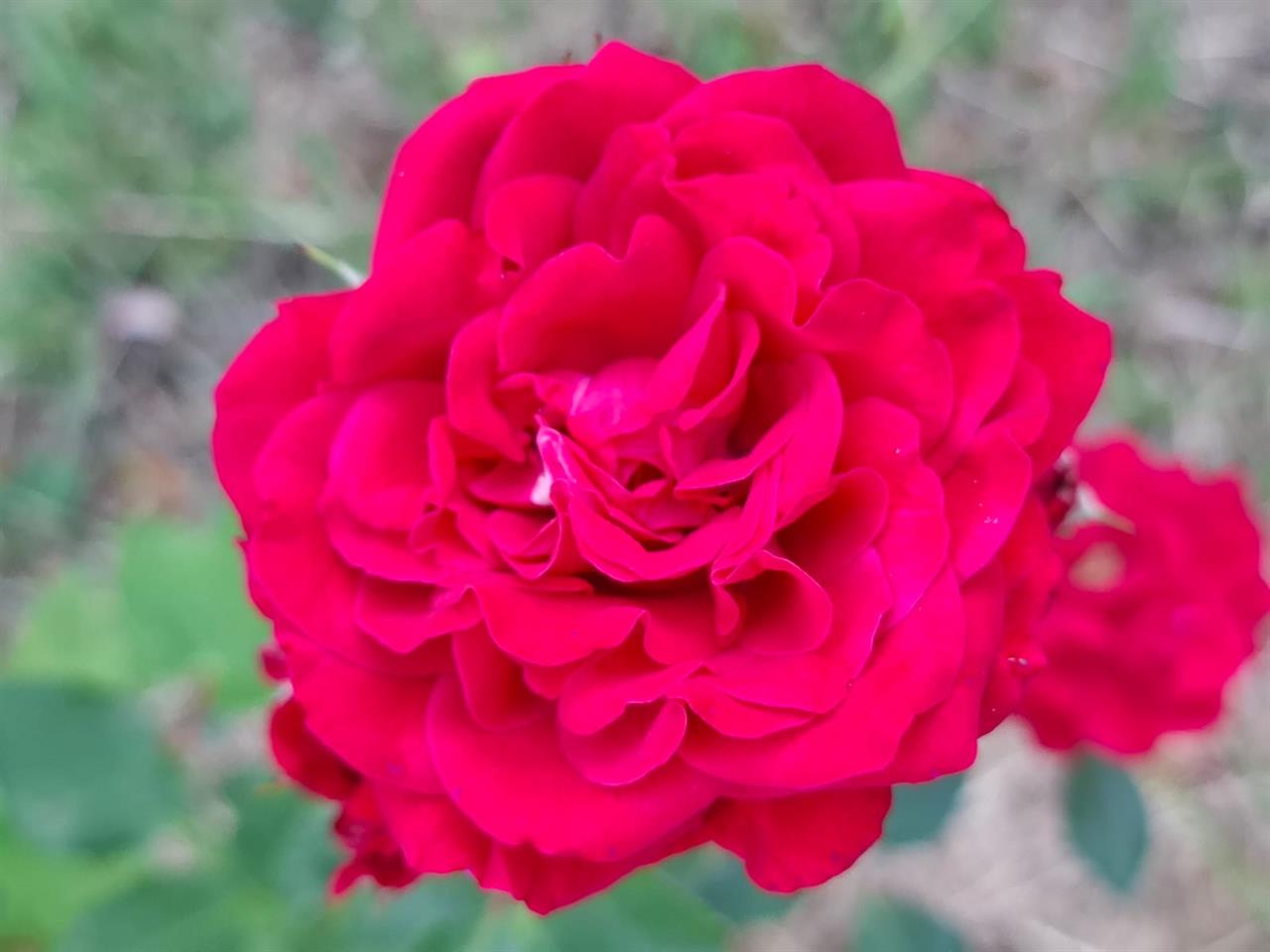 Photo 960816